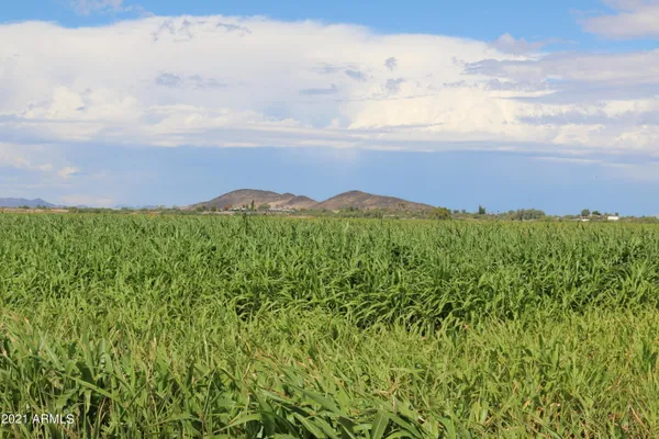 a view of a lush green space with sea