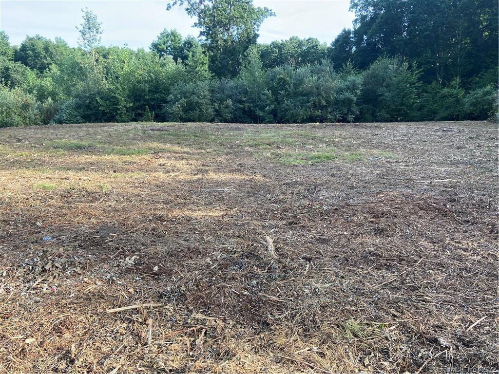 a view of a yard with a plant
