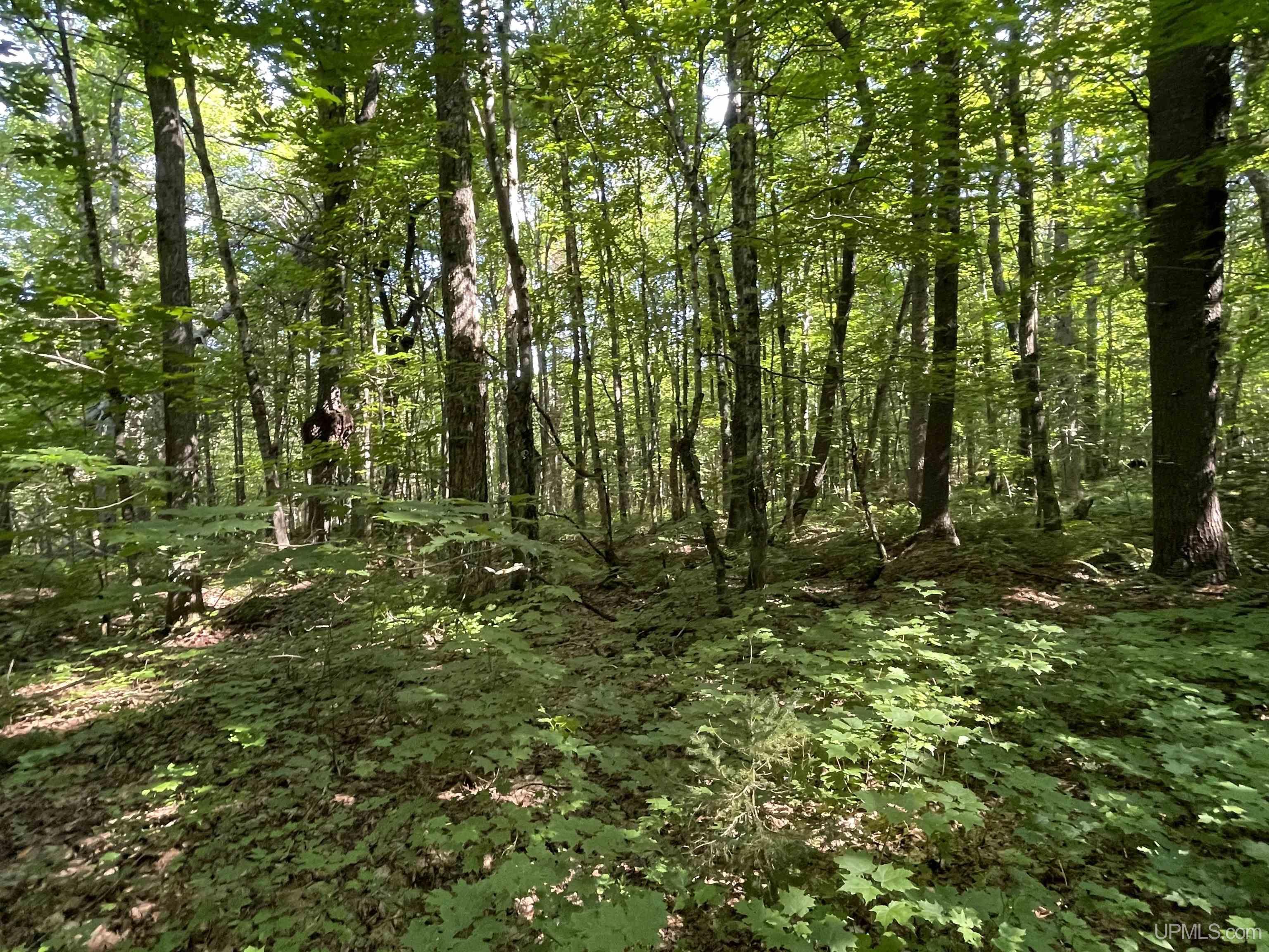 Tbd Sunken Lake Road Seney, MI 49883 - Photo 41 of 47 Gallery Image 41