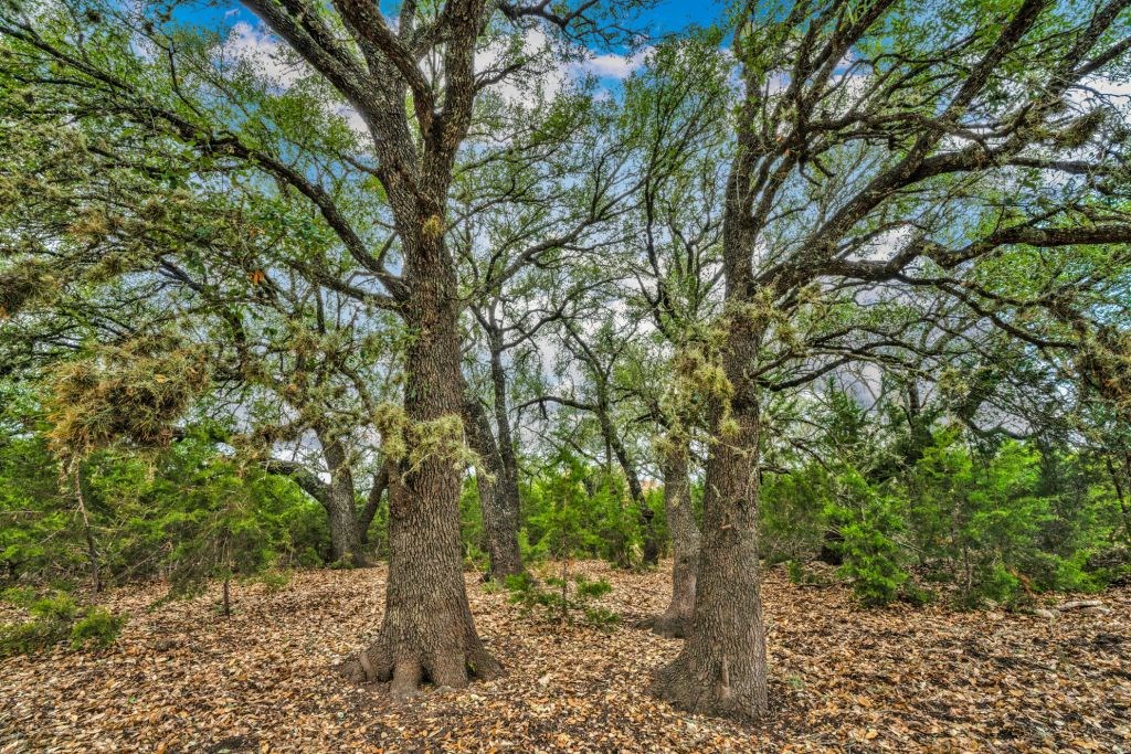 235 Merrill Lane Ingram, TX 78025 - Photo 7 of 20 a picture of tree