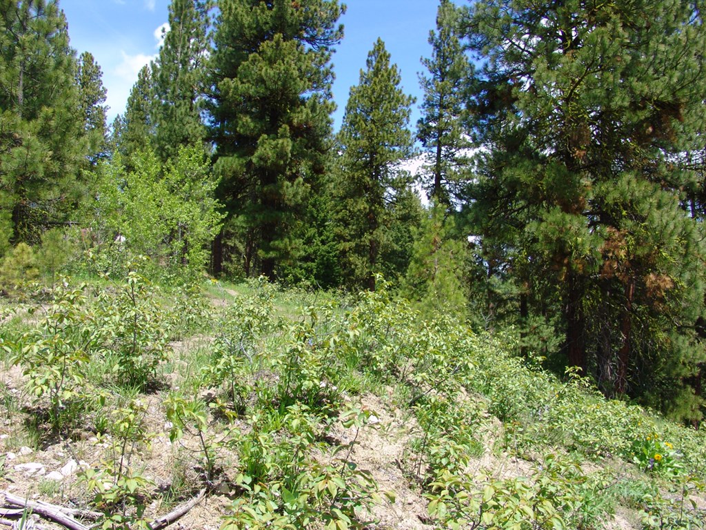 28 Rehn Loop, Unit 2 Cascade, ID 83611 - Photo 9 of 13 Wooded, Elevated Building Site