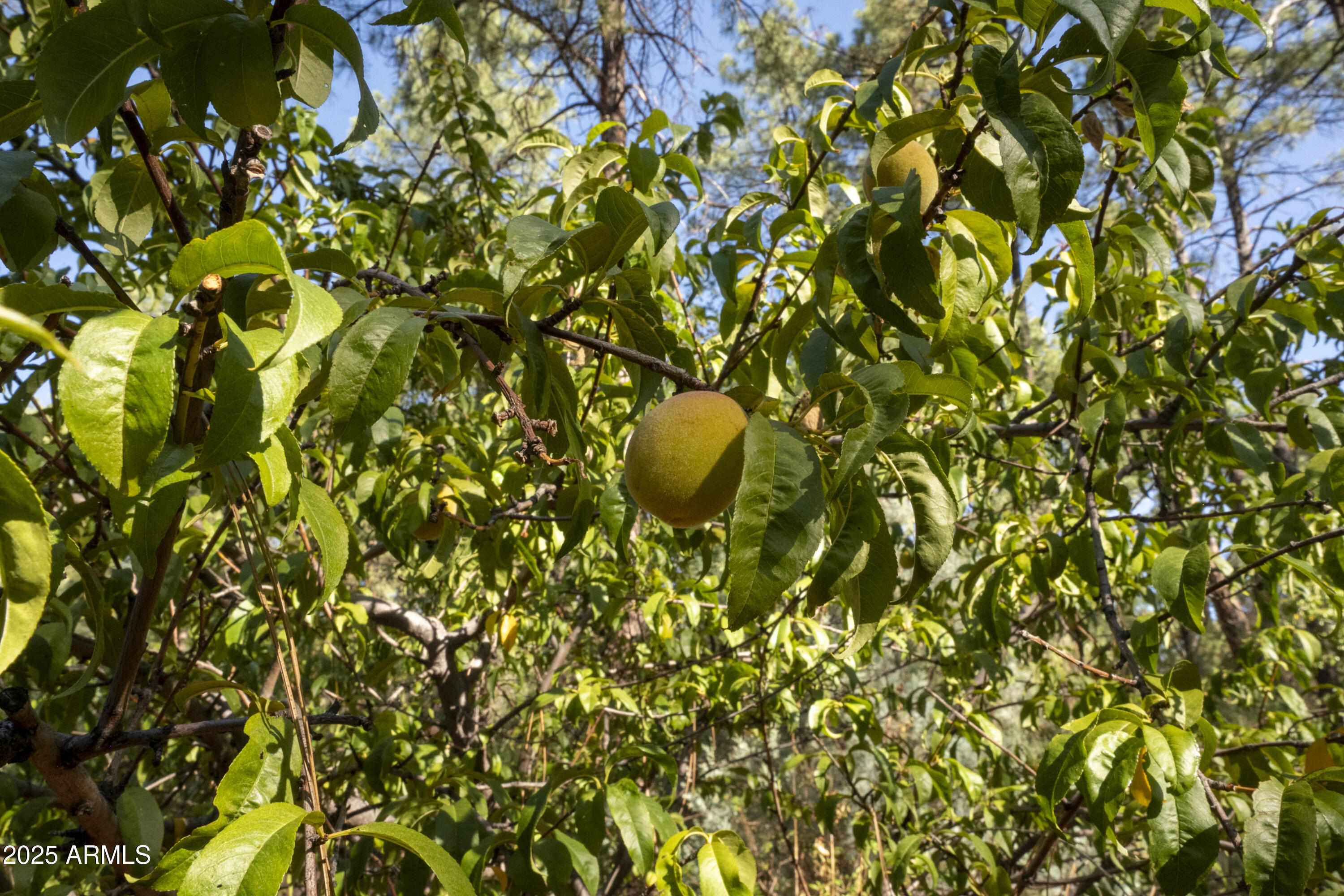 3570 Pine View Drive Pine, AZ 85544 - Photo 35 of 39 Hayes-10