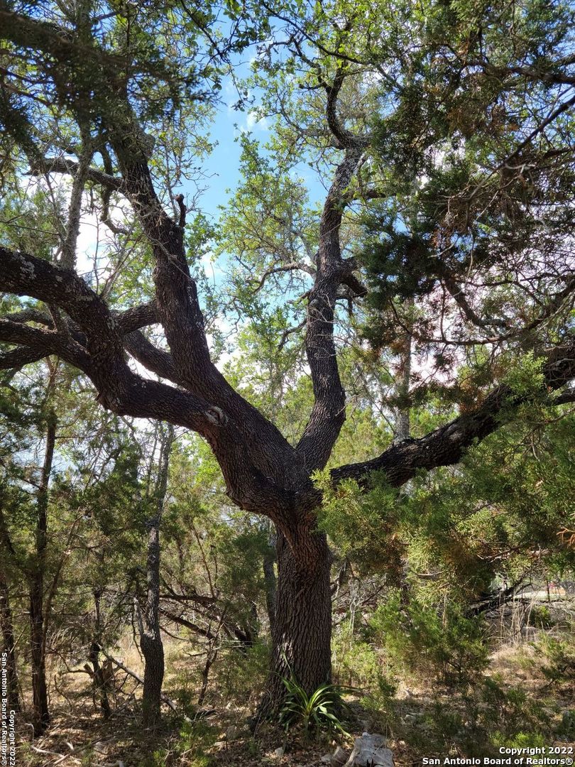 2515 Smoke Rise Bulverde, TX 78163 - Photo 13 of 22 a yard with tall trees