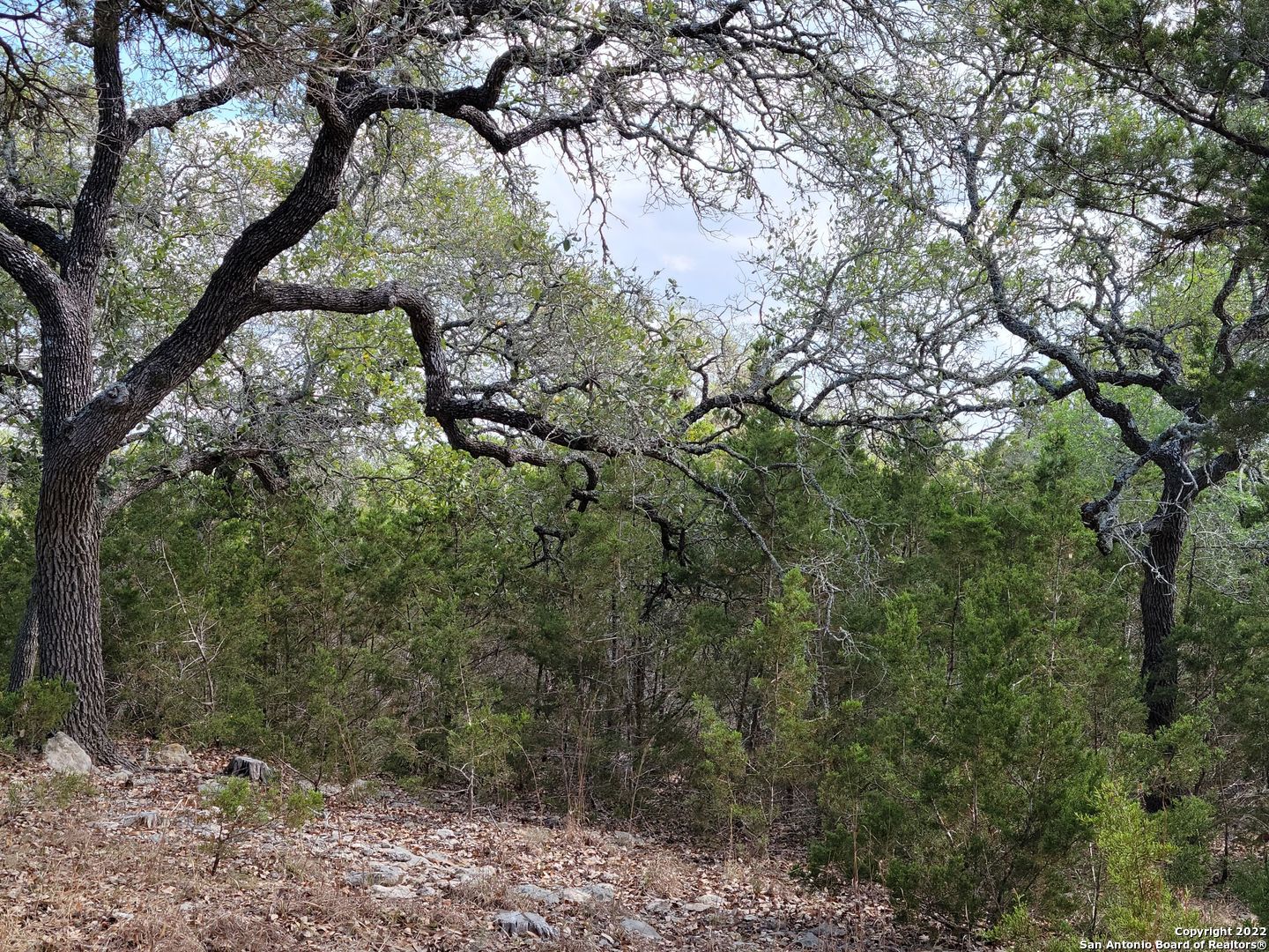 2515 Smoke Rise Bulverde, TX 78163 - Photo 16 of 22 a view of a forest