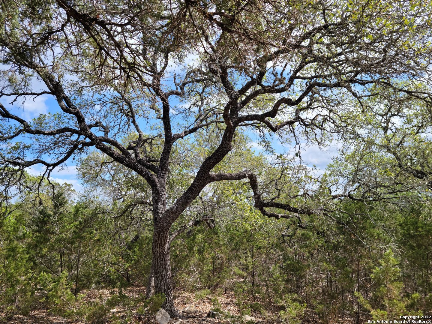 2515 Smoke Rise Bulverde, TX 78163 - Photo 7 of 22 a view of tree