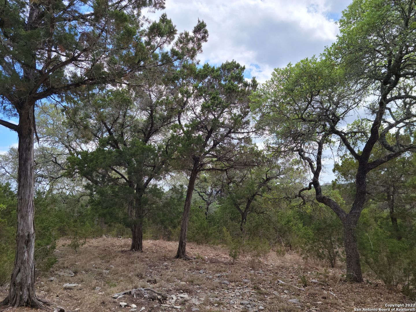 2515 Smoke Rise Bulverde, TX 78163 - Photo 8 of 22 a view of a forest with trees in the background