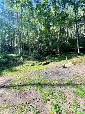 a view of a park with bench and trees