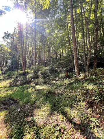 a view of a forest filled with trees