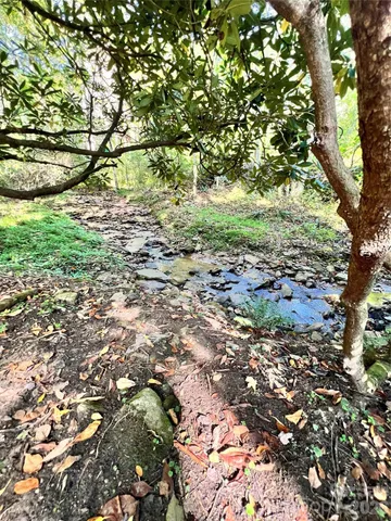 a view of a large tree
