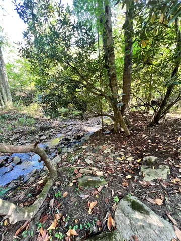 a view of a yard with trees in the background