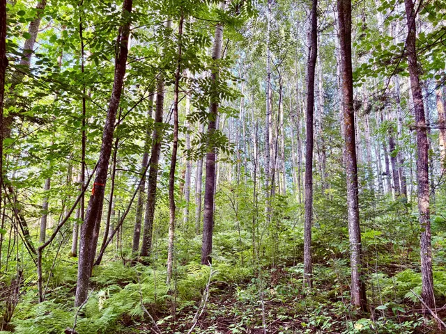 $149,900 | Tbd 25th Avenue Southeast, Baudette, MN 56623