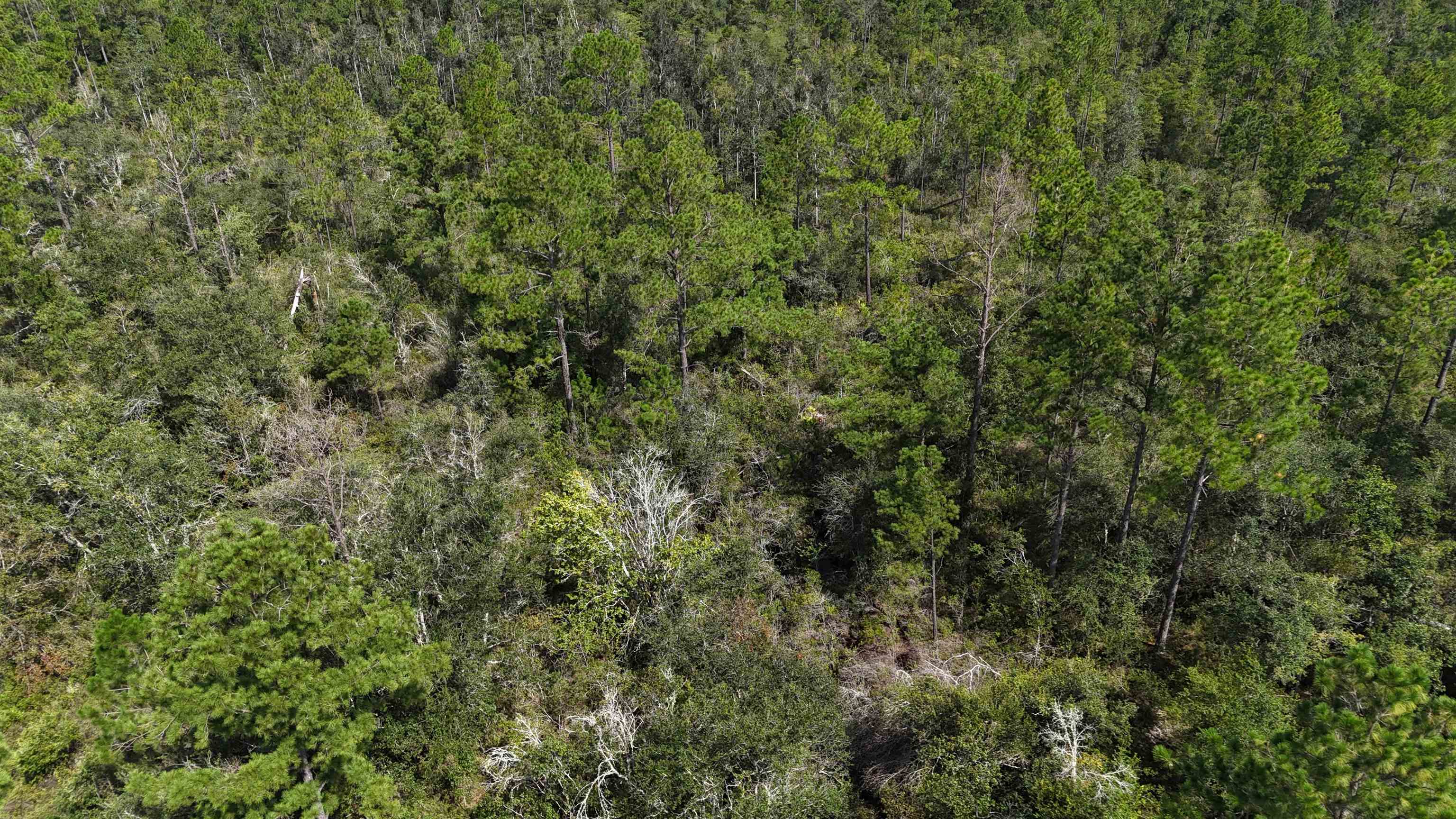 1400 Southwest Townsend Road Madison, FL 32340 - Photo 11 of 22 Gallery Image 11