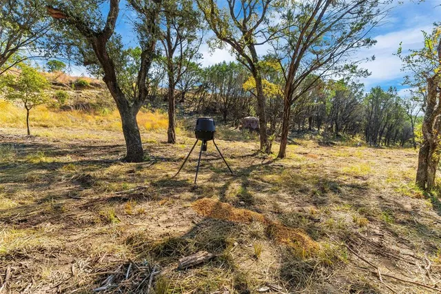 a view of a yard with plants and trees