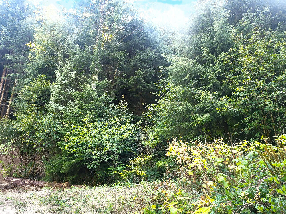 800-900 Miami Foley Road Nehalem, OR 97131 - Photo 2 of 12