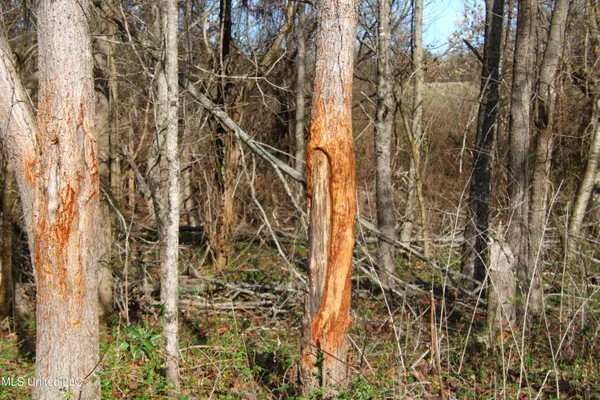 $2,156,000 | 579 Black Jack Road, Vaughan, MS 39179