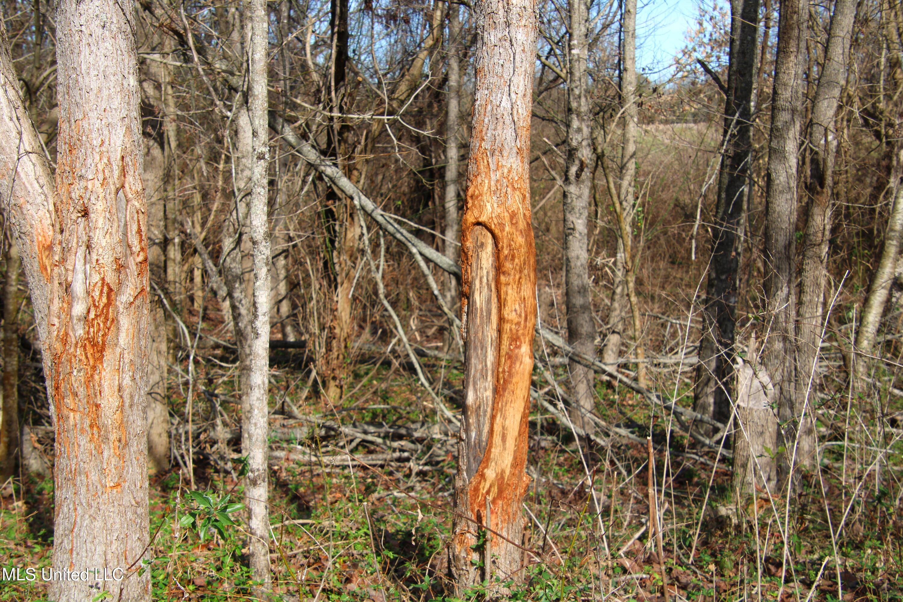 579 Black Jack Road Vaughan, MS 39179 - Photo 21 of 26 IMG_0818