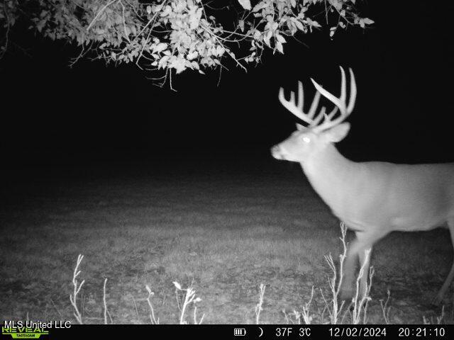 579 Black Jack Road Vaughan, MS 39179 - Photo 5 of 26 hunting tract