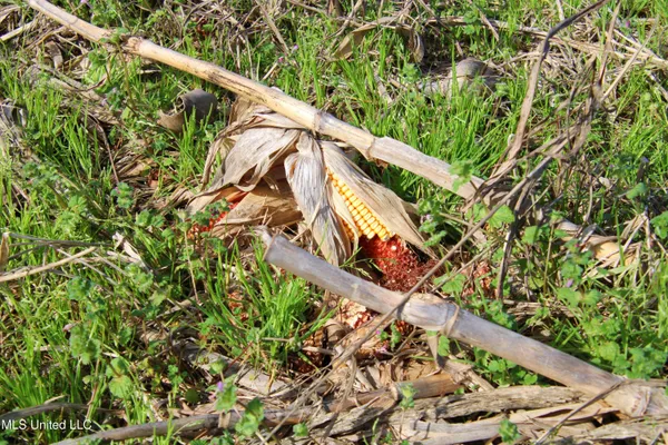 $2,156,000 | 579 Black Jack Road, Vaughan, MS 39179