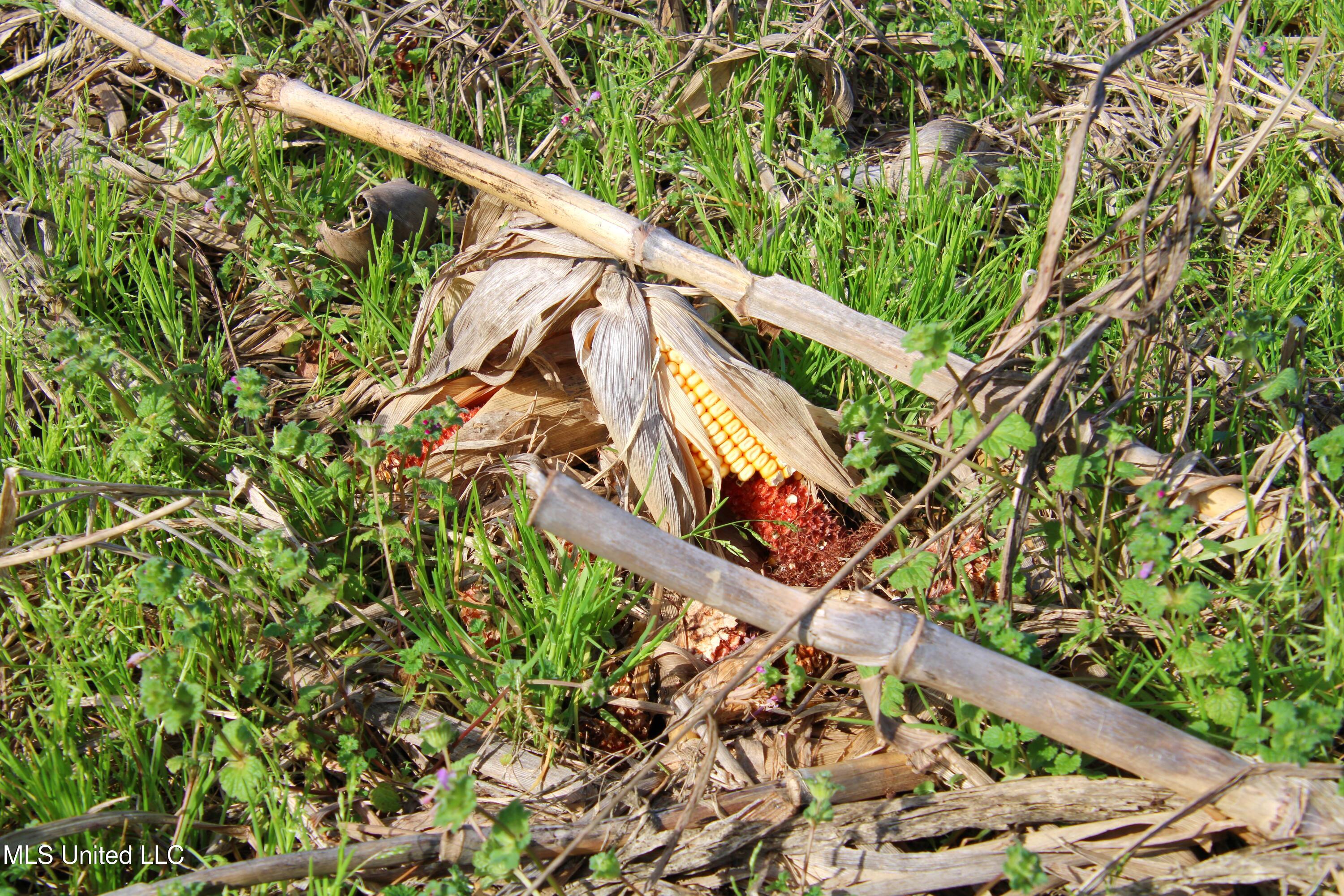 579 Black Jack Road Vaughan, MS 39179 - Photo 9 of 26 IMG_0831