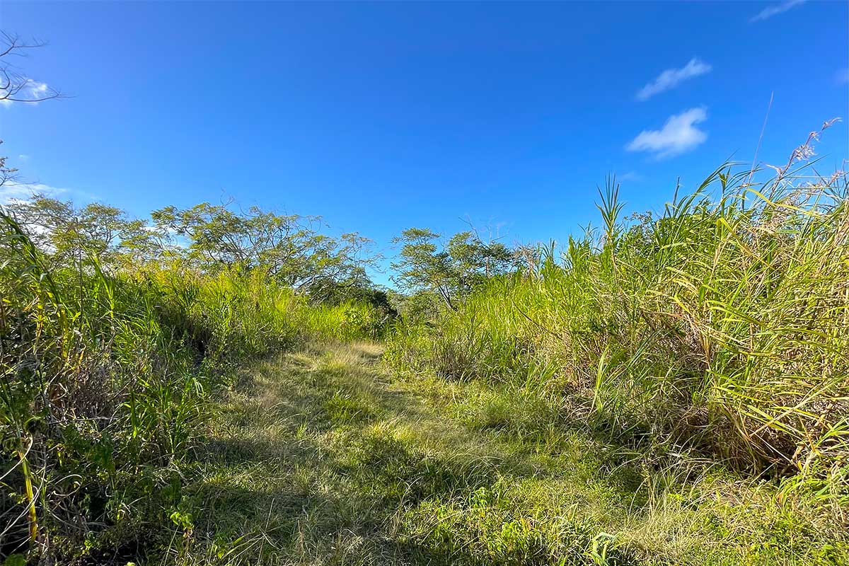13-498 Pohoiki Road Pahoa, HI 96778 - Photo 8 of 14 Gallery Image 8