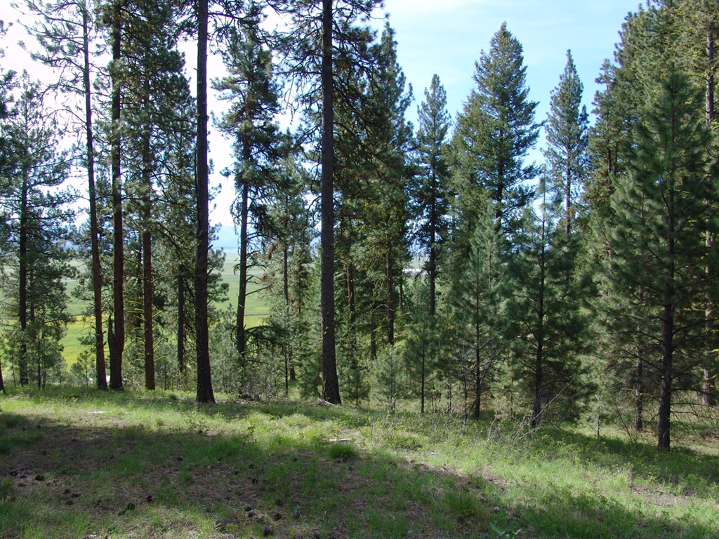 21 Rehn Loop, Unit 4 Cascade, ID 83611 - Photo 3 of 13 Filtered View of Long Valley & East Mountain