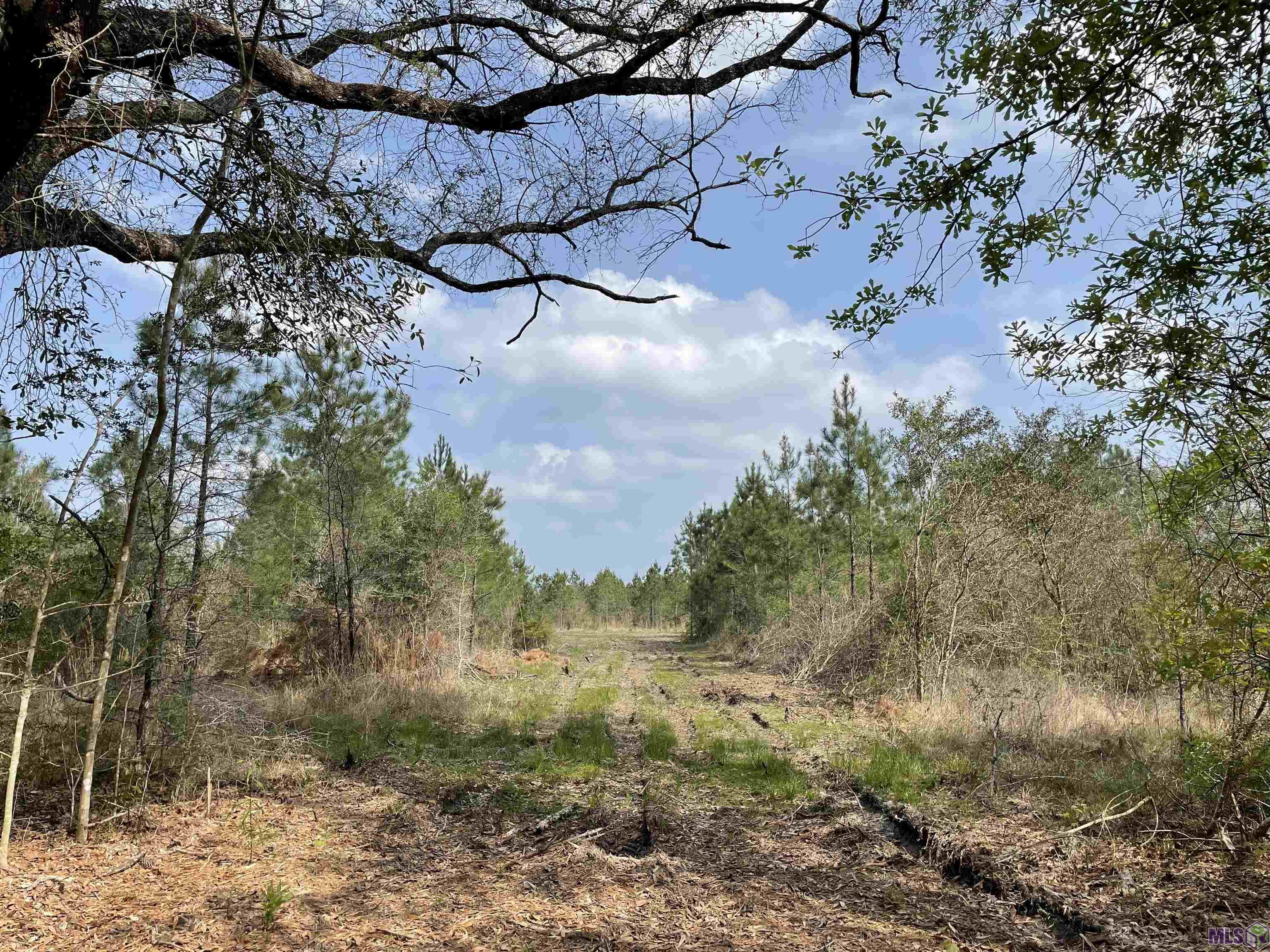 9 Lorin Wall Road Holden, LA 70744 - Photo 5 of 5