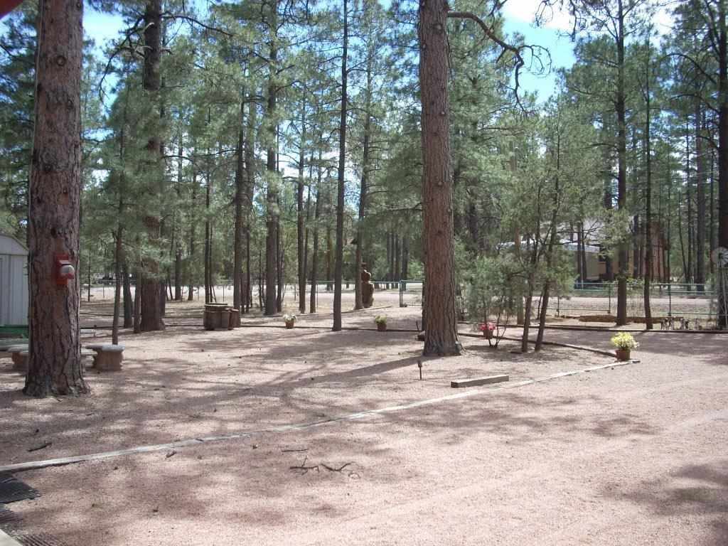 2923 Markham Road Overgaard, AZ 85933 - Photo 22 of 33 a view of park with trees