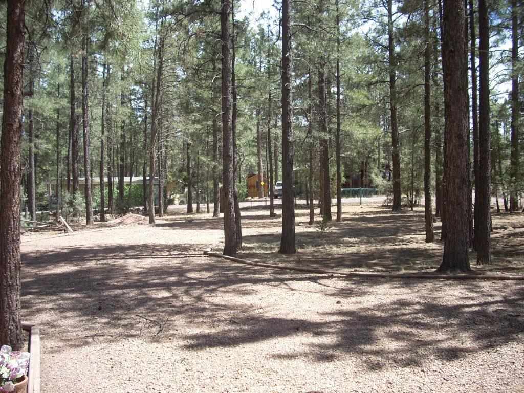 2923 Markham Road Overgaard, AZ 85933 - Photo 33 of 33 a view of road with trees