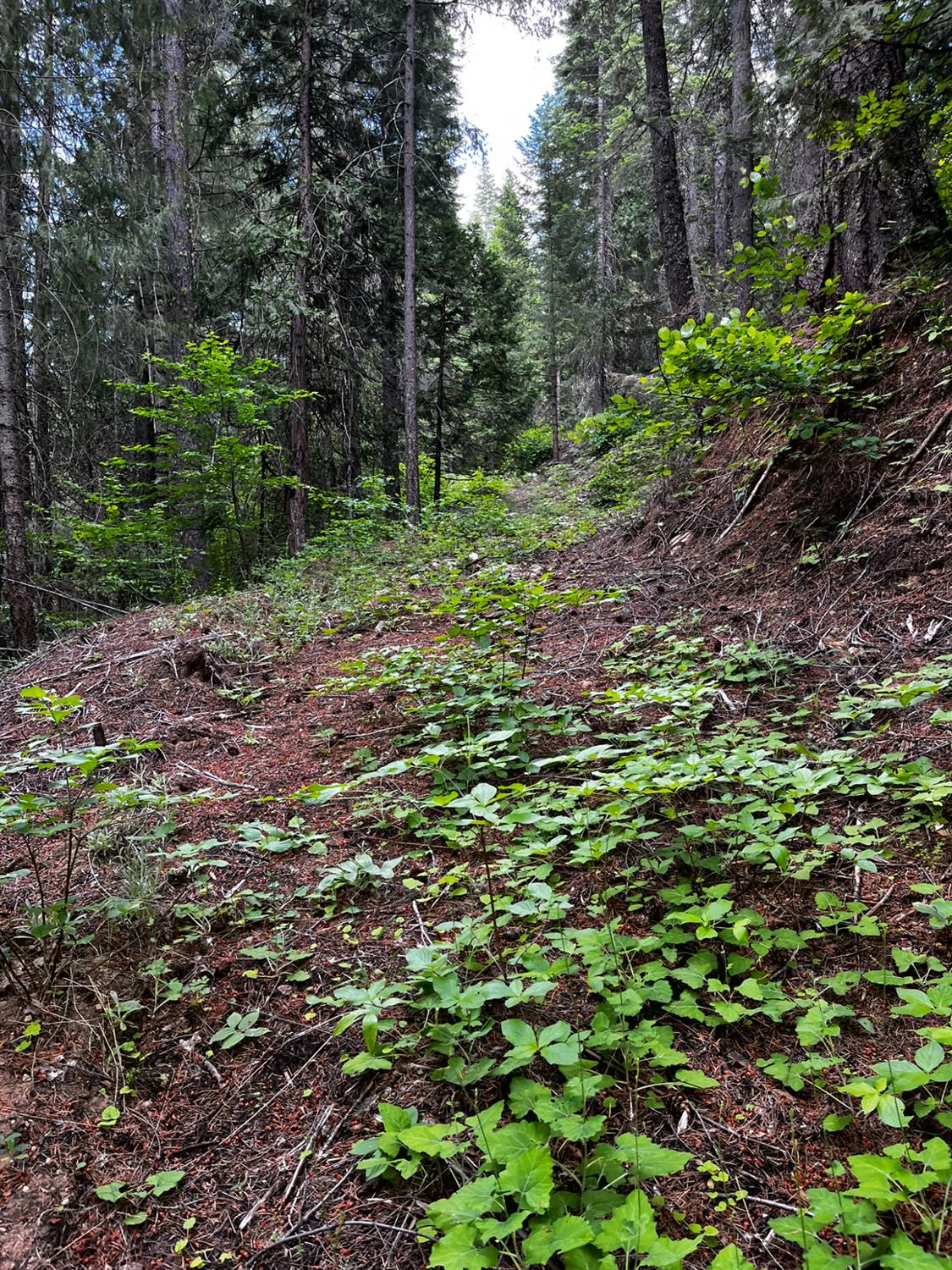 1 Usfs 8bn54 Road Pioneer, CA 95666 - Photo 39 of 51