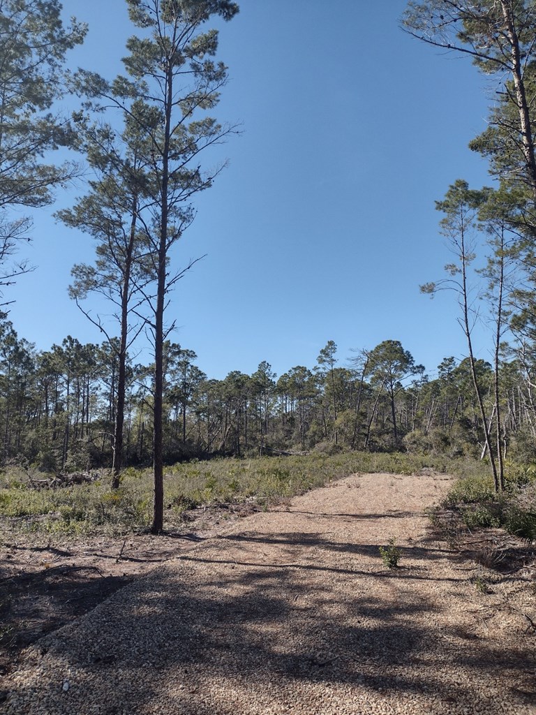 266 River Road Carrabelle, FL 32322 - Photo 3 of 9 Gallery Image 3