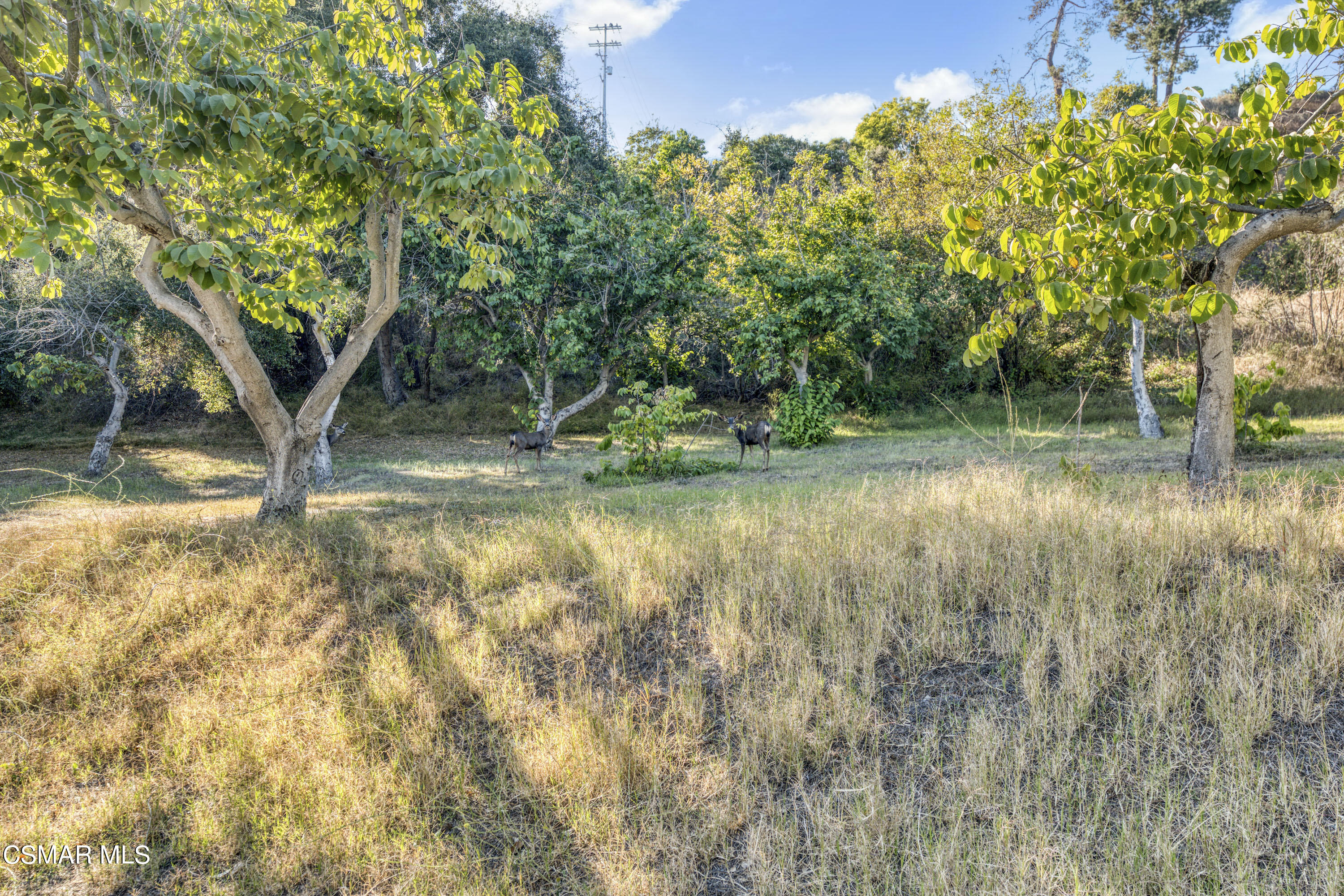 14401 Villa Woods Place Pacific Palisades, CA 90272 - Photo 44 of 46 a view of a yard with a tree