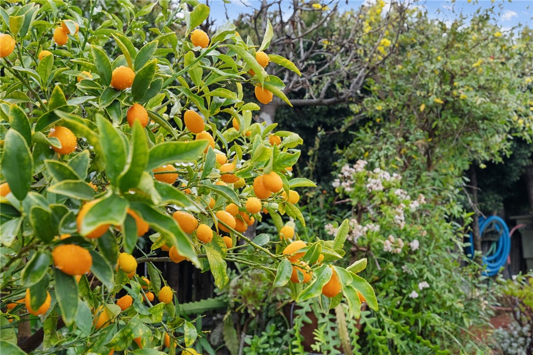 19320 Totem Court Riverside, CA 92508 - Photo 46 of 53 Lush citrus tree loaded with ripe fruit, showcasing the home’s abundant garden setting.