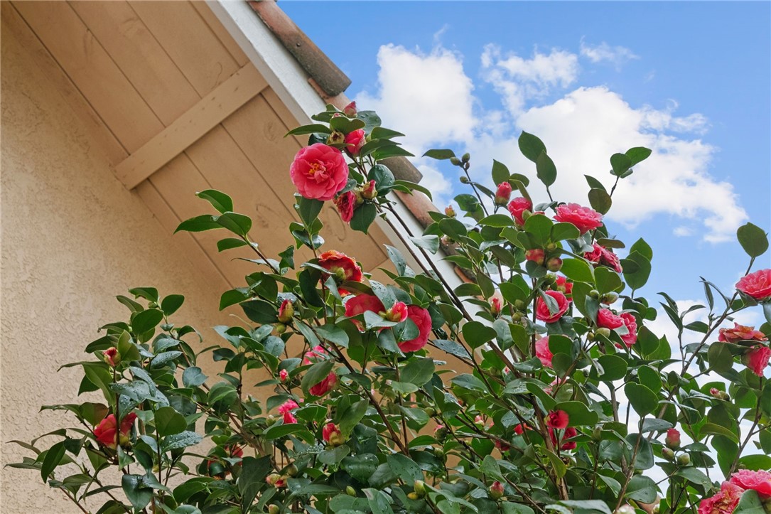 19320 Totem Court Riverside, CA 92508 - Photo 6 of 53 Blooming camellias add seasonal color and charm along the exterior.