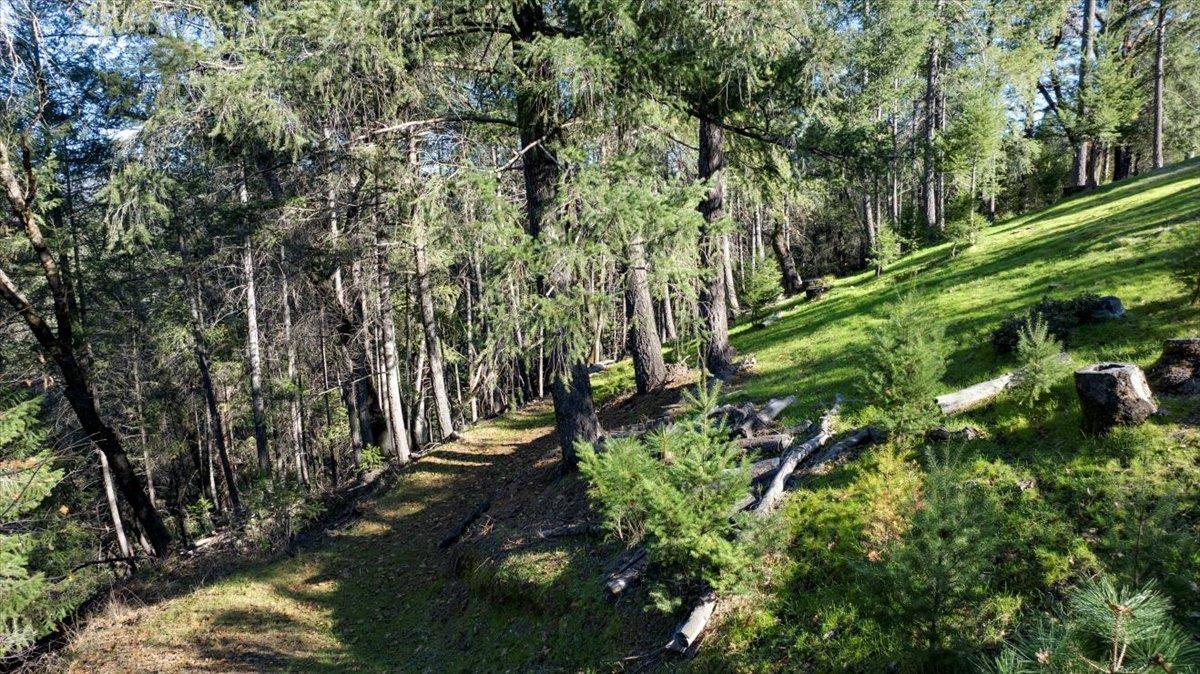 21895 One Fine Place Colfax, CA 95713 - Photo 77 of 81 a view of a yard with plants and large trees