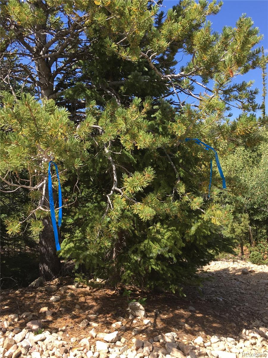 411 Forest Service Road Black Hawk, CO 80422 - Photo 24 of 27 Gallery Image 24