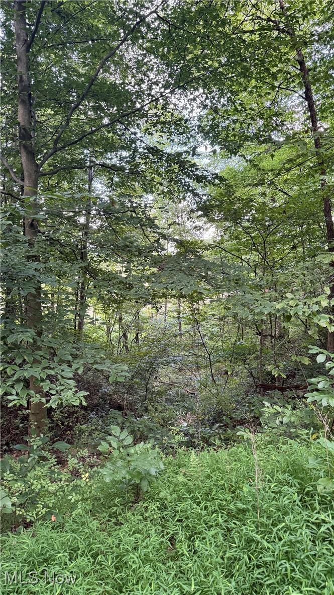 294 County Road Conesville, OH 43811 - Photo 29 of 39 View of tree filled area