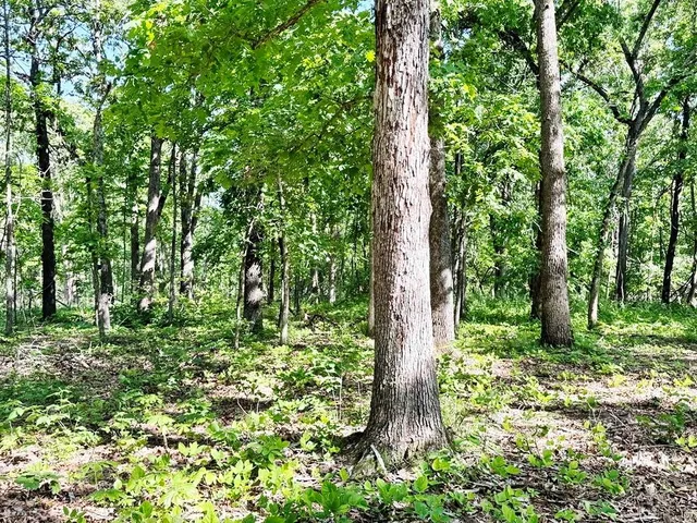 $280,000 | Tbd East 500 Road, Humansville, MO 65674