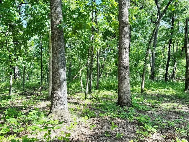 $280,000 | Tbd East 500 Road, Humansville, MO 65674
