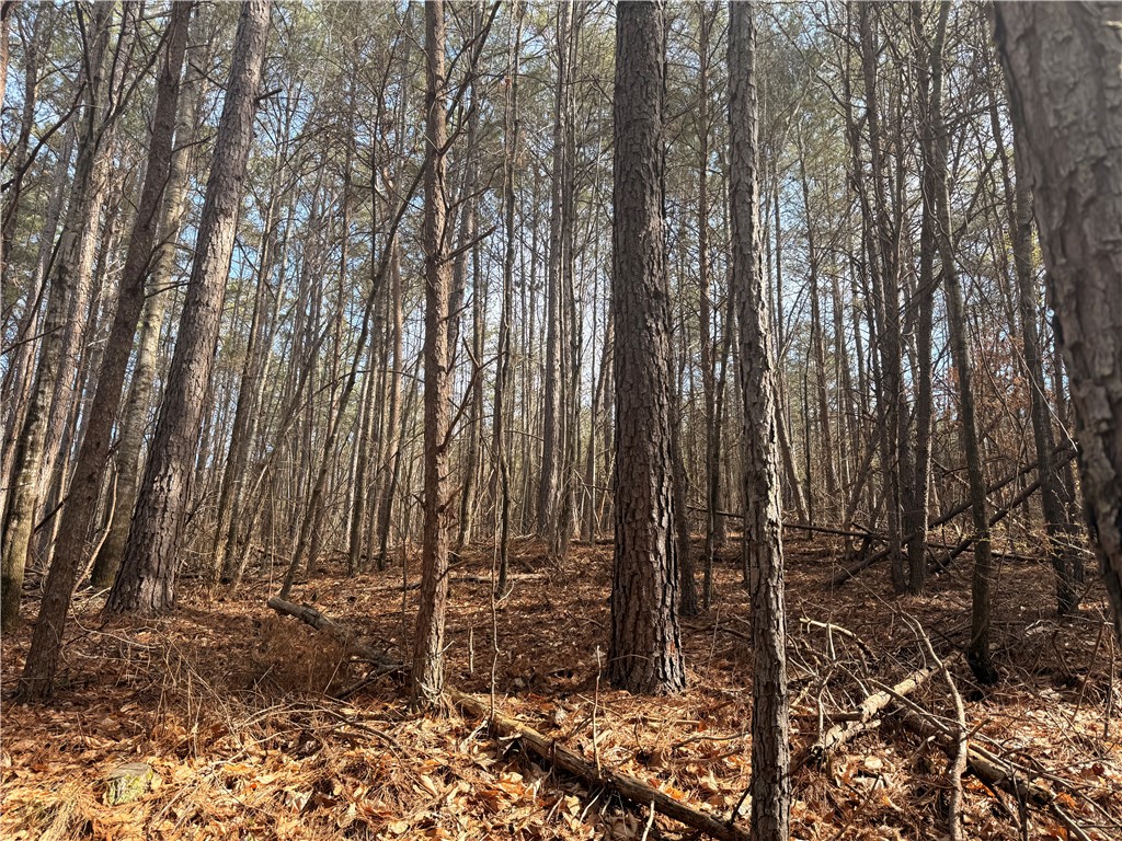 0 South Retreat Road Westminster, SC 29693 - Photo 2 of 3 Mature trees define this secluded, wooded landscape, offering peace and natural beauty.