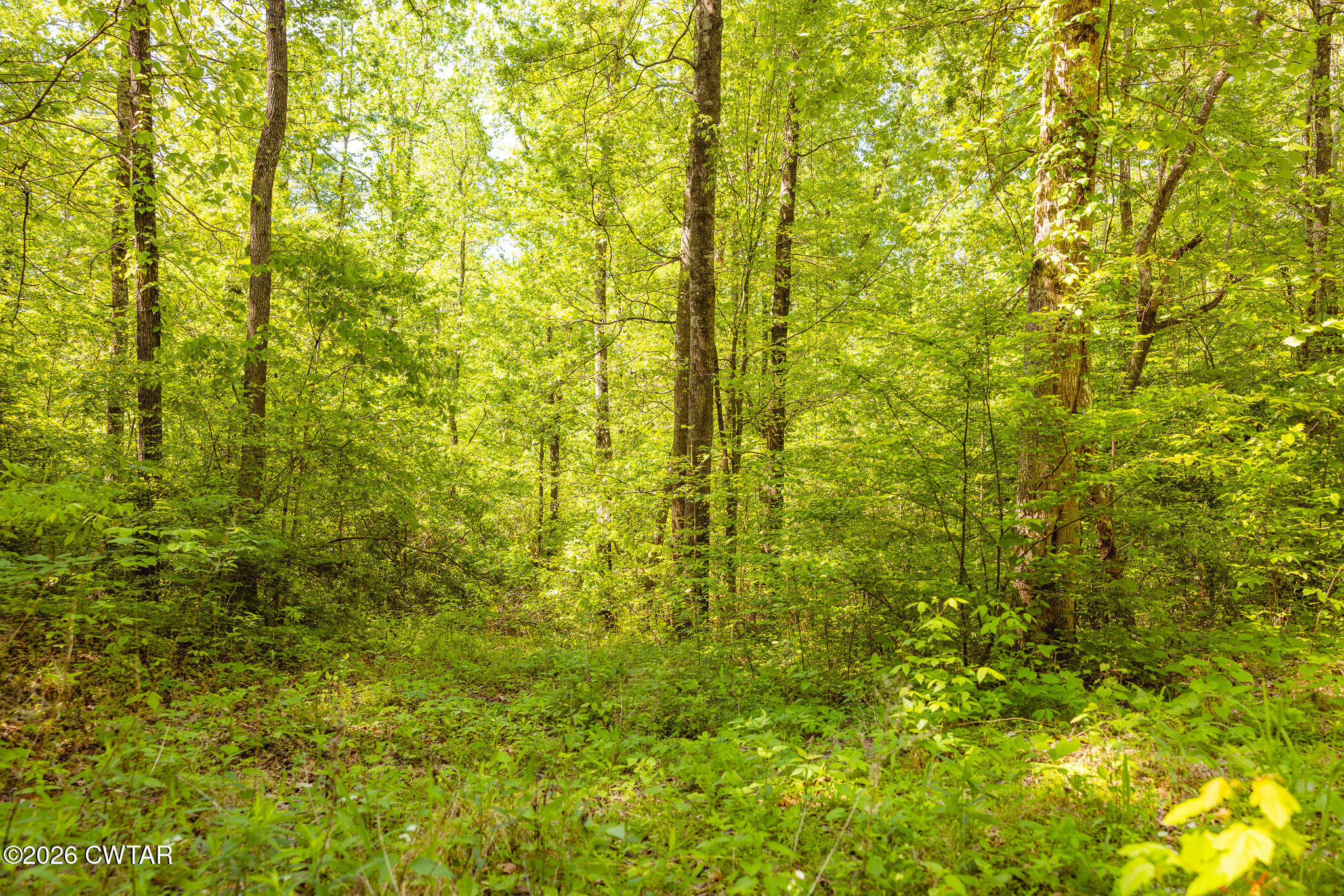 0 Beech Bluff Road Beech Bluff, TN 38313 - Photo 24 of 59 FT8A3980