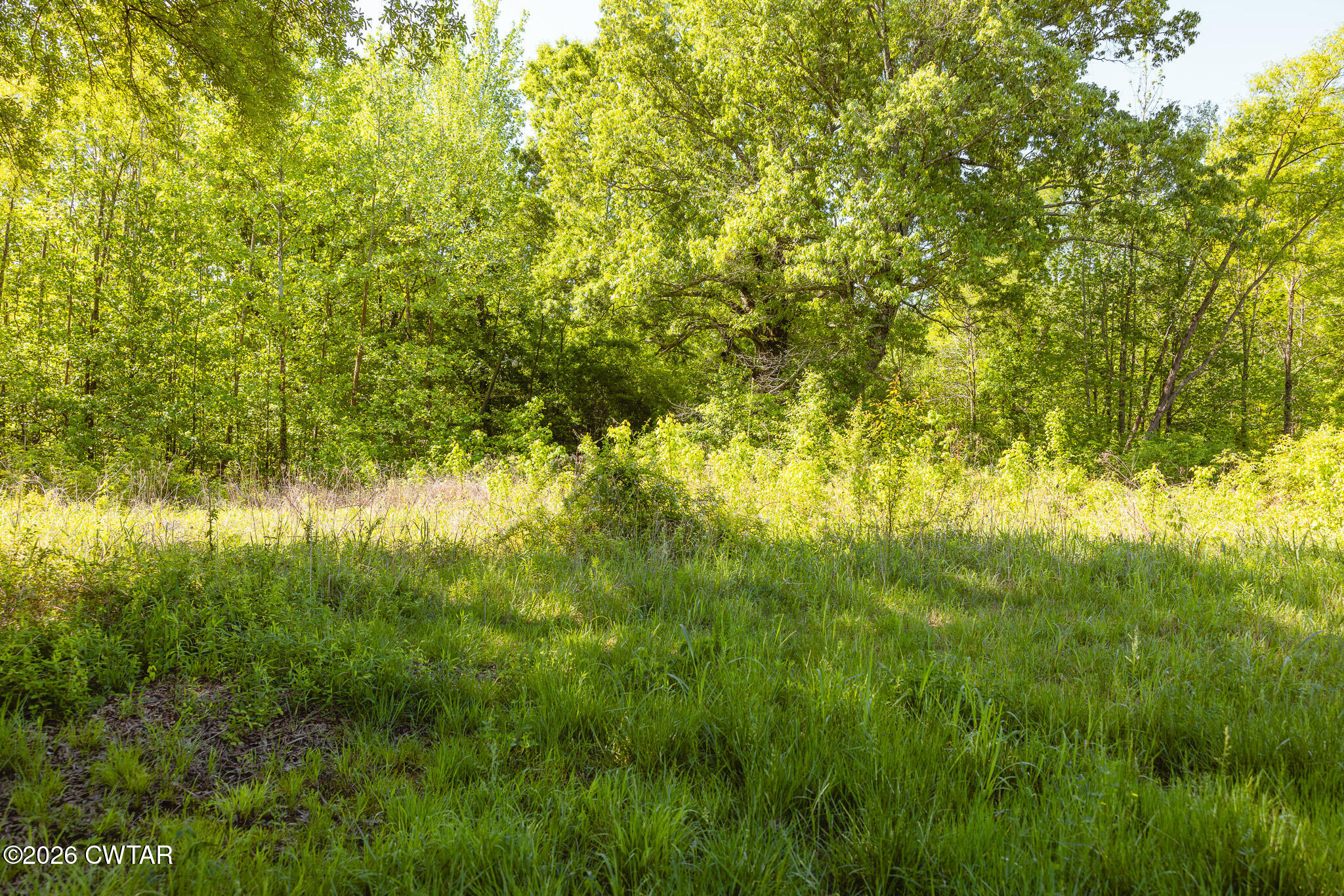 0 Beech Bluff Road Beech Bluff, TN 38313 - Photo 33 of 59 a view of a yard