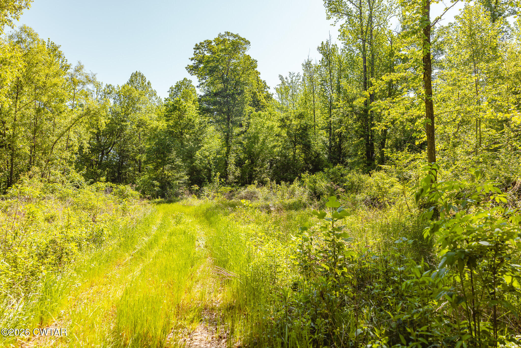 0 Beech Bluff Road Beech Bluff, TN 38313 - Photo 37 of 59 FT8A3942