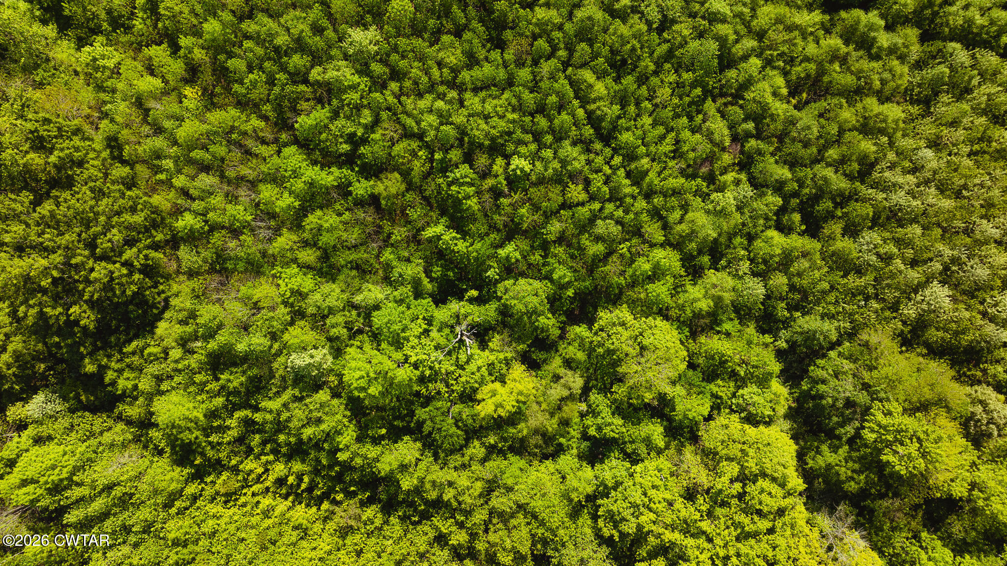 0 Beech Bluff Road Beech Bluff, TN 38313 - Photo 47 of 59 a view of a lush green field