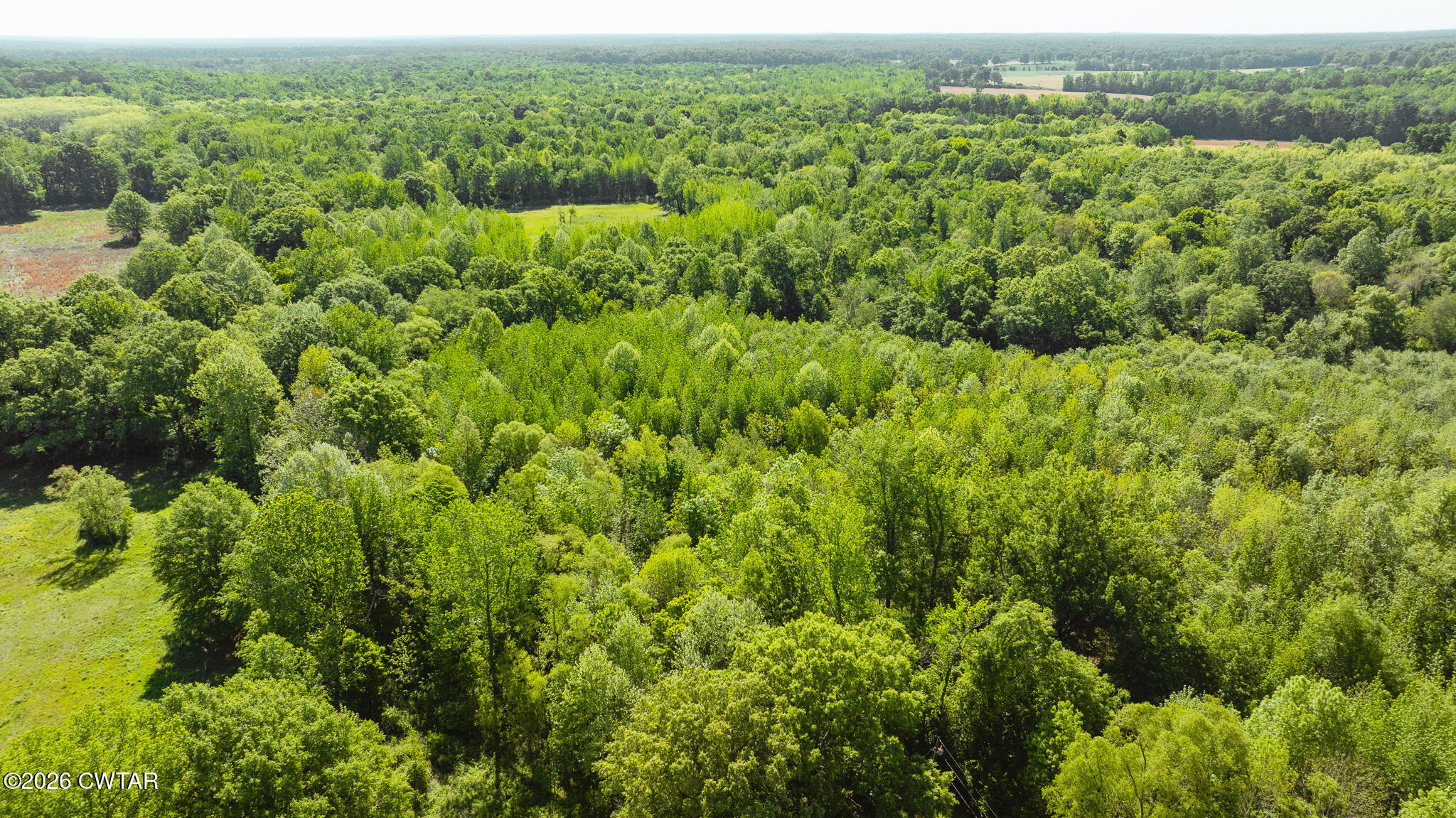 0 Beech Bluff Road Beech Bluff, TN 38313 - Photo 50 of 59 a view of a lush green forest with a lush green forest