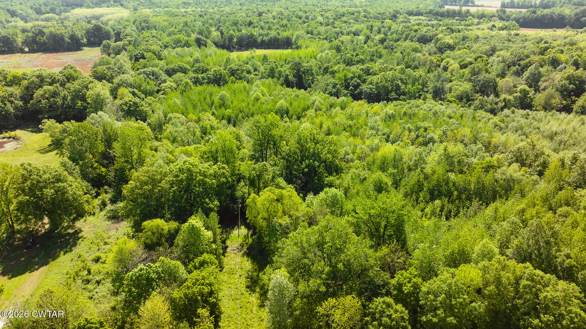 0 Beech Bluff Road Beech Bluff, TN 38313 - Photo 51 of 59 a view of a lush green forest with lots of trees
