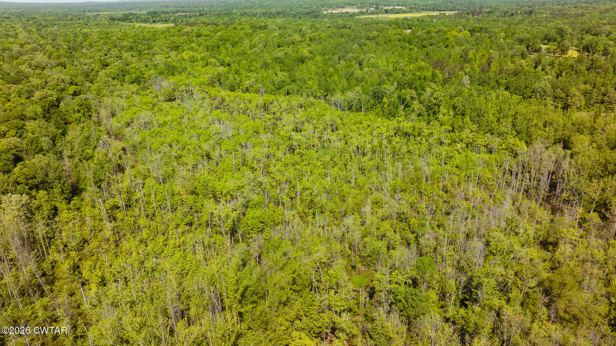 0 Beech Bluff Road Beech Bluff, TN 38313 - Photo 53 of 59 a view of a big yard with plants and large trees