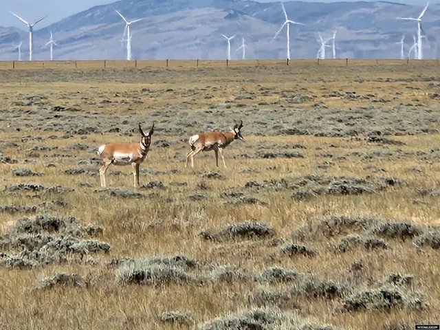 $45,000 | 82a Barbos Medicine Bow Wy, Medicine Bow, WY 82329