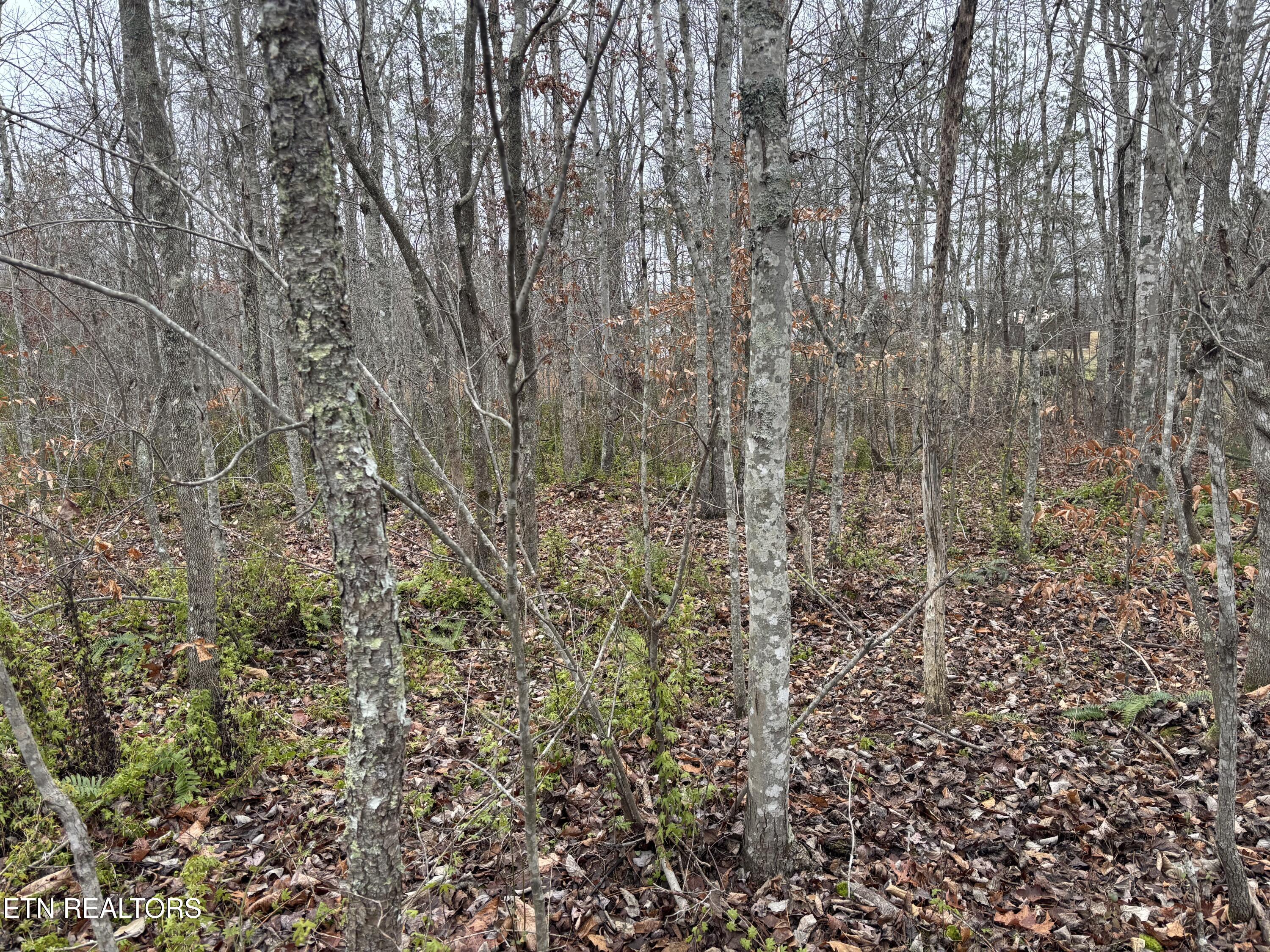 Everett Lane Robbins, TN 37852 - Photo 2 of 3 IMG_4378