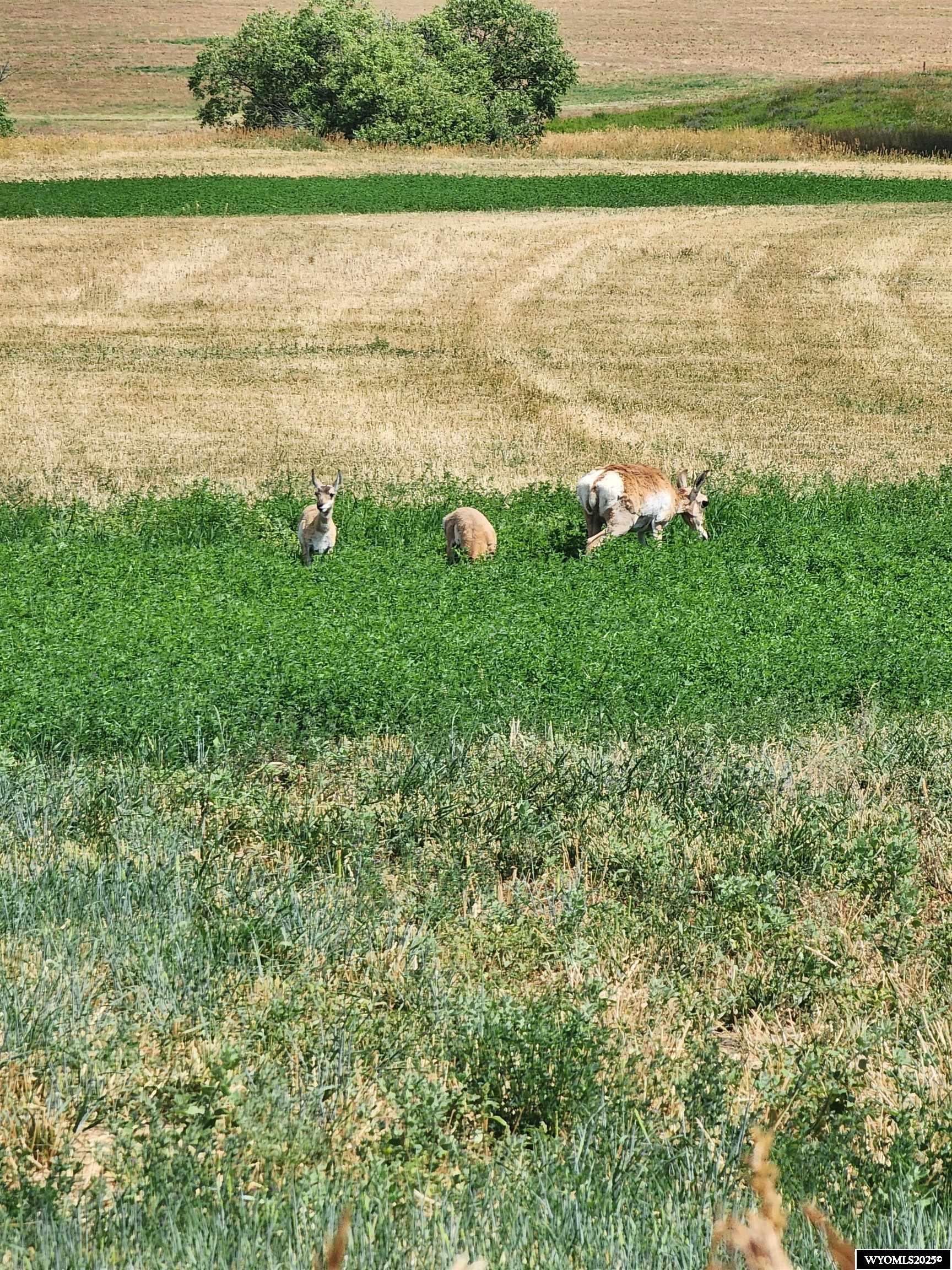 8 Headquarters Lane Hiland, WY 82638 - Photo 7 of 10