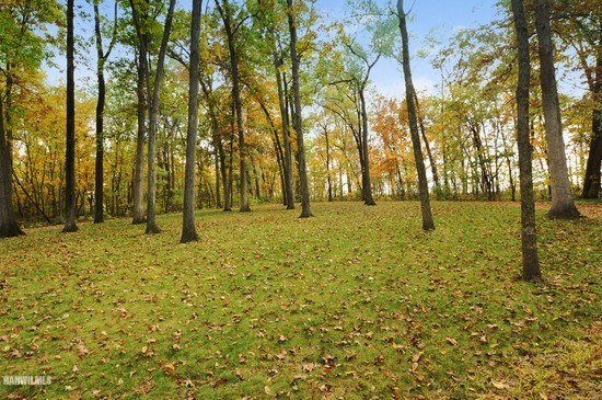 3630 South Massbach Road Stockton, IL 61085 - Photo 23 of 25 a view of yard with trees